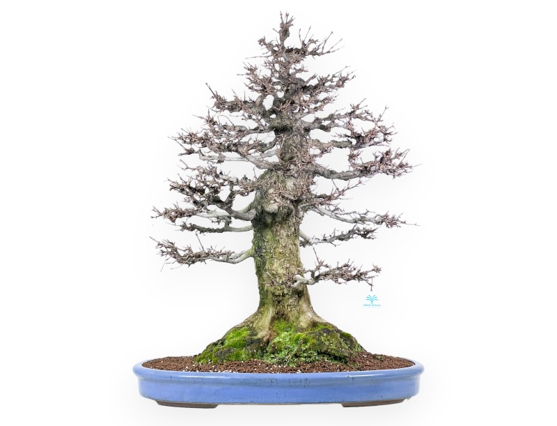 Acer buergerianum bonsai 92cm| Esemplare caducifoglie