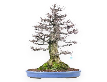 Acer buergerianum bonsai 92cm| espécimen de hoja caduca