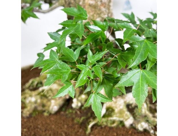 Acer buergerianum bonsai 92cm| deciduous specimen 2