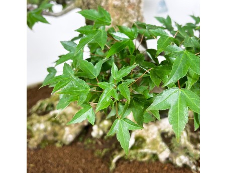 Acer buergerianum bonsai 92cm| espécimen de hoja caduca