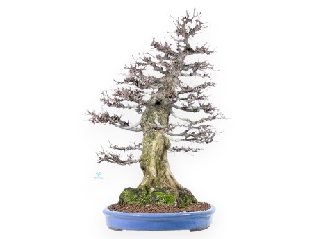Acer buergerianum bonsai 92cm| Esemplare caducifoglie