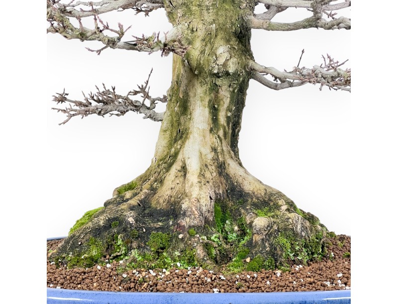 Acer buergerianum bonsai 92cm| espécimen de hoja caduca