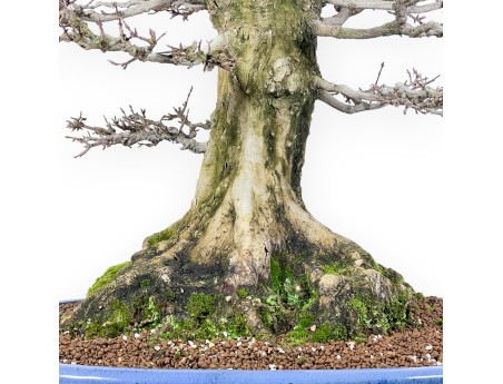 Acer buergerianum bonsai 92cm| Esemplare caducifoglie