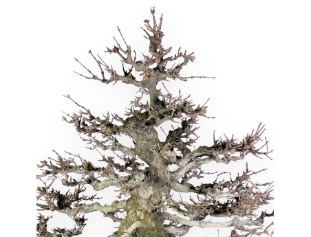 Acer buergerianum bonsai 92cm| deciduous specimen
