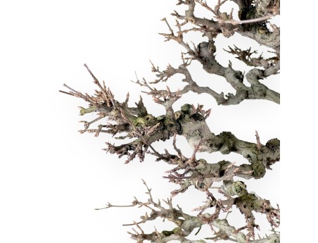 Acer buergerianum bonsai 92cm| bladverliezend exemplaar