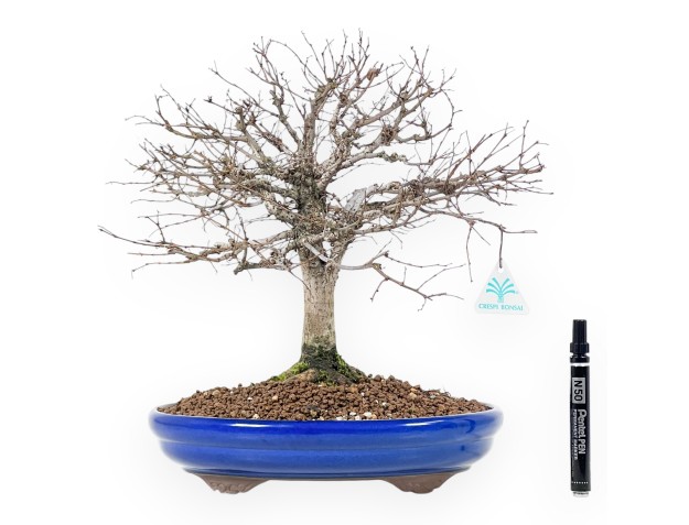 Bonsai Zelkova serrata | árboles de hoja caduca