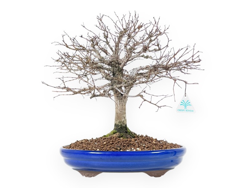 Bonsai Zelkova serrata | Laubbäume