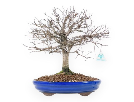 Bonsai Zelkova serrata | Caducifoglie