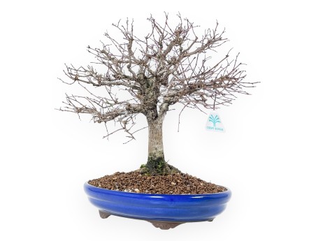 Bonsai Zelkova serrata | Caducifoglie