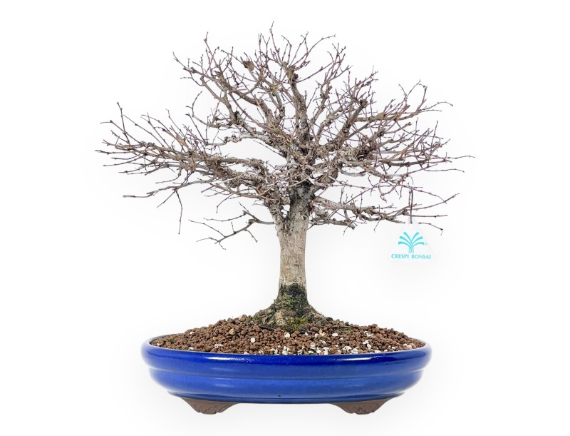 Bonsaï Zelkova serrata | arbres à feuilles caduques