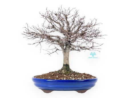 Bonsai Zelkova serrata | deciduous trees