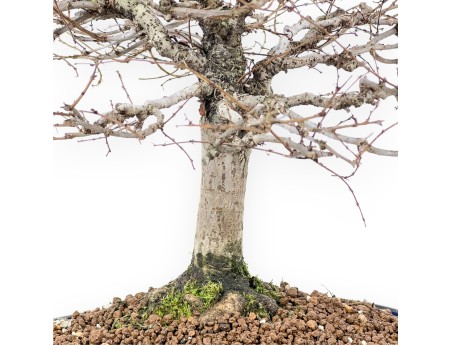 Bonsai Zelkova serrata | Laubbäume