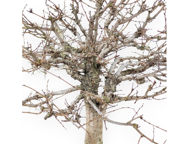 Bonsai Zelkova serrata | bladverliezende bomen