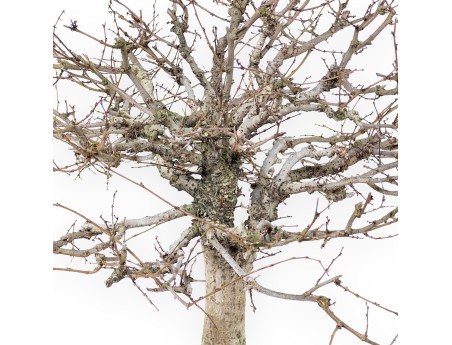 Bonsai Zelkova serrata | bladverliezende bomen