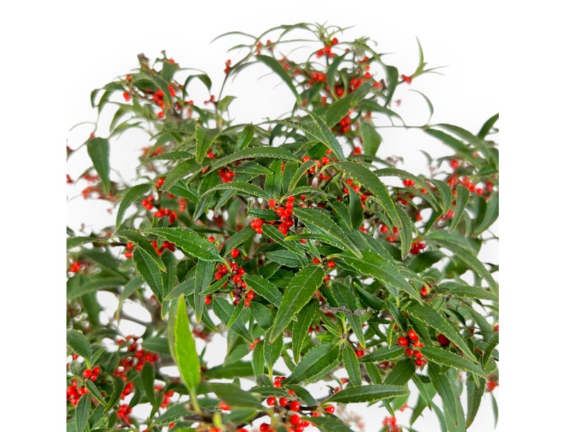 Ilex bonsai 42 cm | Rectangular glazed pot