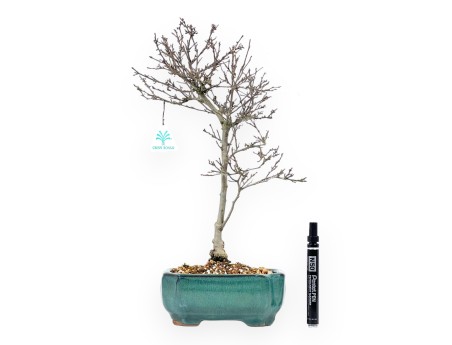 Ilex bonsai 42 cm | Rectangular glazed pot