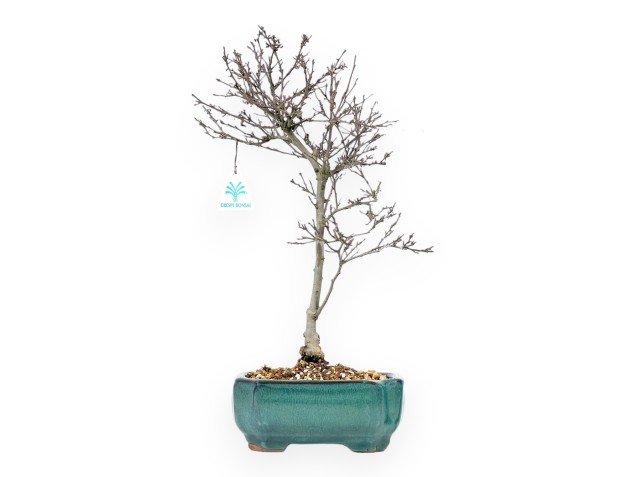 Bonsai di Ilex da 42 cm | Vaso rettangolare smaltato