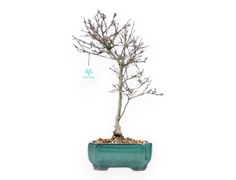 Bonsai di Ilex da 42 cm | Vaso rettangolare smaltato