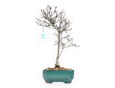Ilex bonsai 42 cm | Pot rectangulaire émaillé