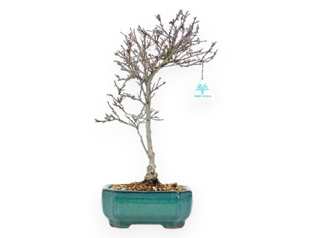 Bonsai di Ilex da 42 cm | Vaso rettangolare smaltato