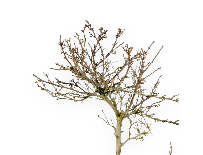 Bonsai di Ilex da 42 cm | Vaso rettangolare smaltato