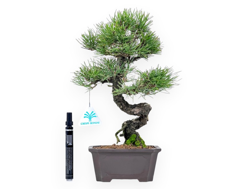 Pinus thunbergii bonsai 34 cm|Rechthoekige ongeglazuurde pot