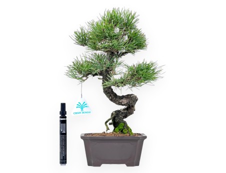 Pinus thunbergii bonsái 34 cm | Maceta rectangular de gres