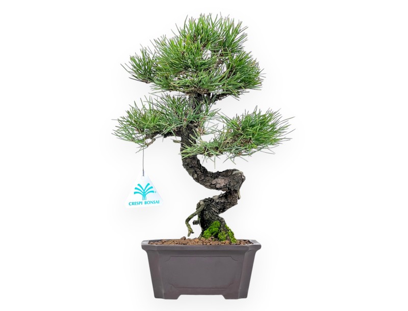 Pinus thunbergii bonsái 34 cm | Maceta rectangular de gres