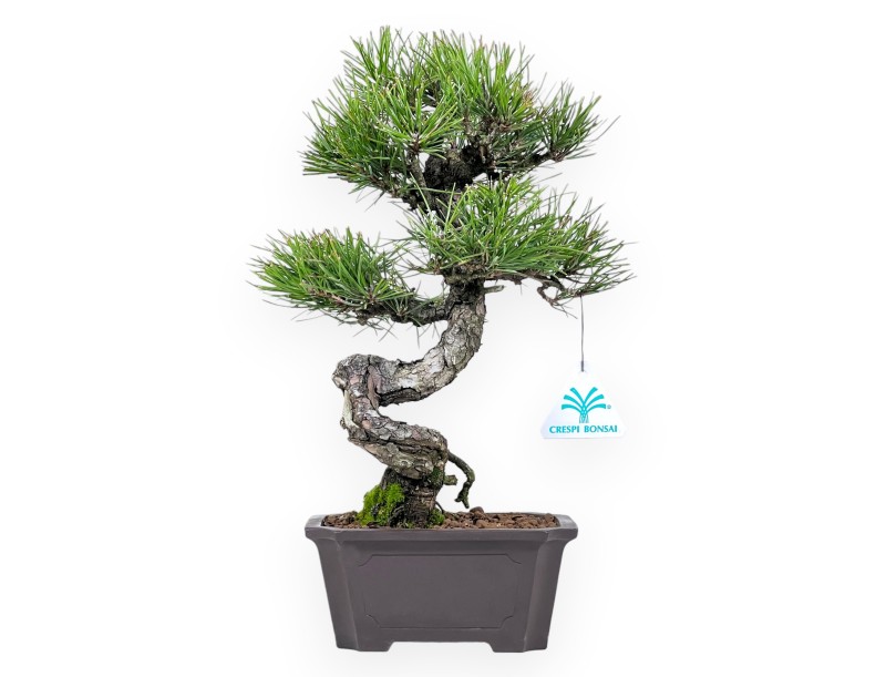 Pinus thunbergii bonsai 34 cm | Rectangular stoneware pot