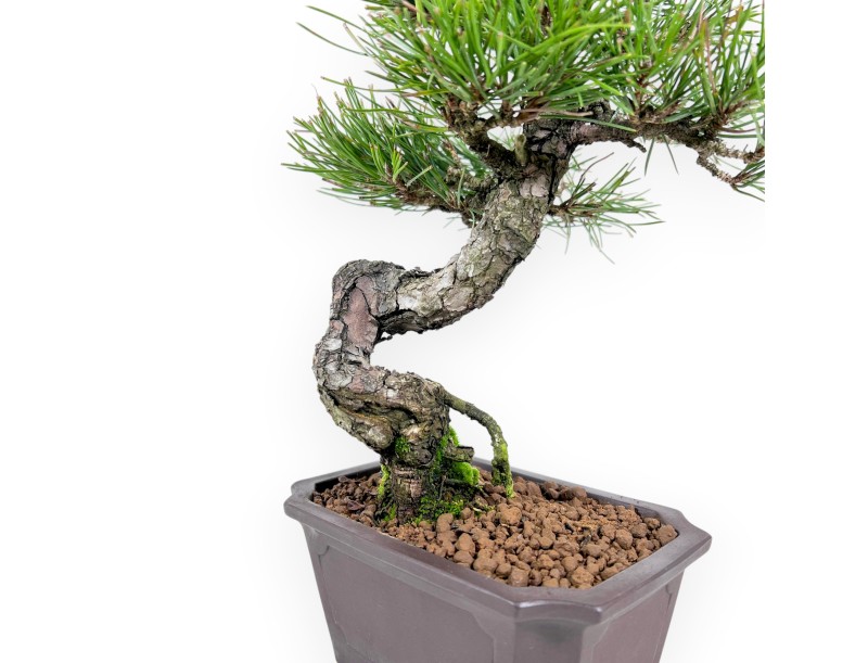 Pinus thunbergii bonsái 34 cm | Maceta rectangular de gres