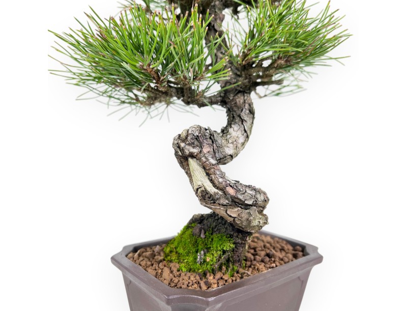 Pinus thunbergii bonsai 34 cm | Pot rectangulaire en grès