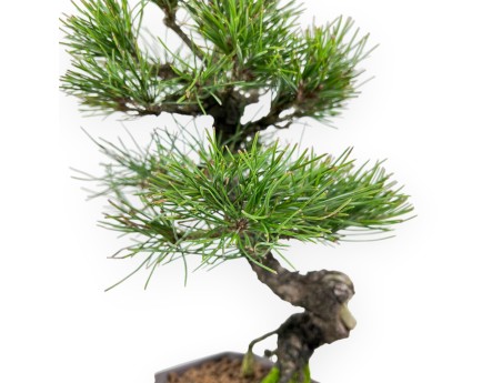 Pinus thunbergii bonsai 34 cm | Pot rectangulaire en grès