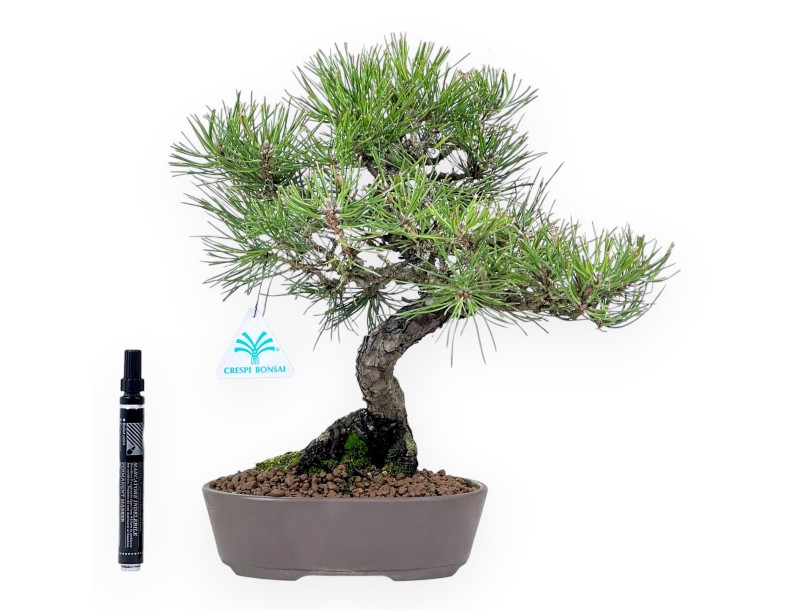 Pinus thunbergii bonsái 34 cm | Maceta oval de gres