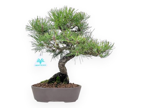 Pinus thunbergii bonsai 34 cm | Pot ovale en grès