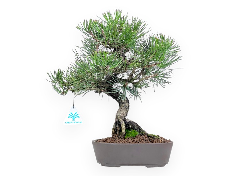 Pinus thunbergii bonsái 34 cm | Maceta oval de gres