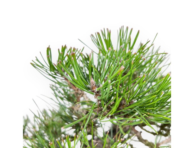 Pinus thunbergii bonsai 34 cm | Oval stoneware pot 2