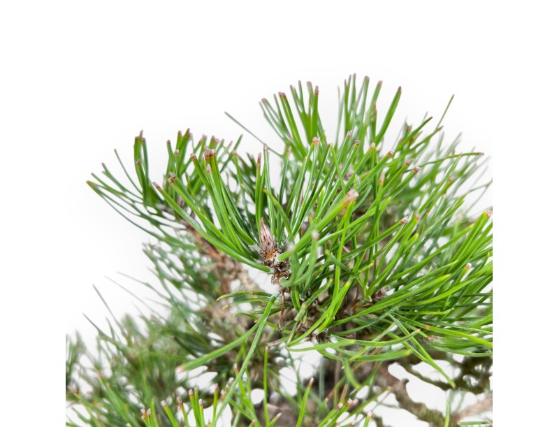 Pinus thunbergii bonsai 34 cm | Oval stoneware pot