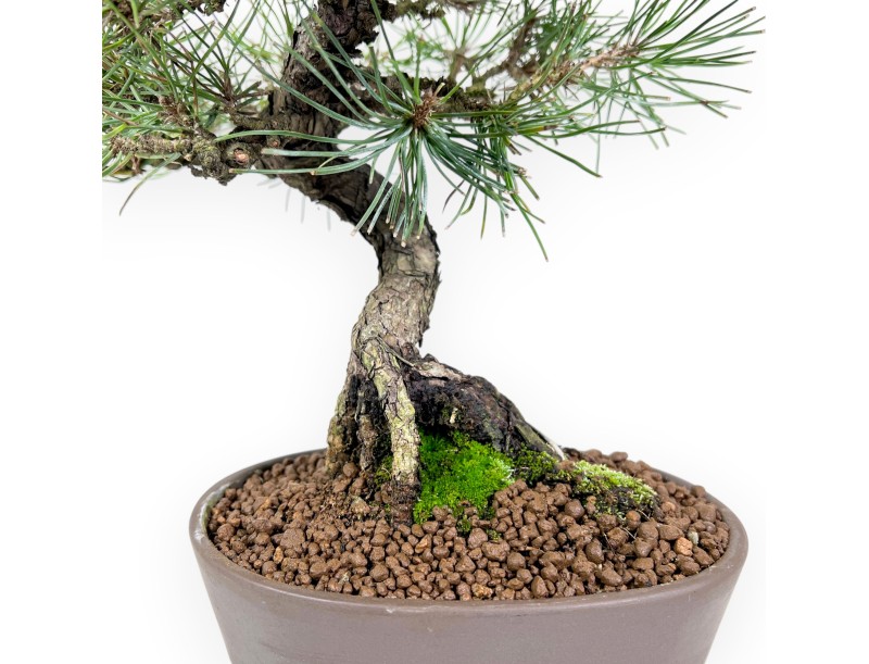 Bonsai di Pinus thunbergii da 34 cm | Vaso ovale grès