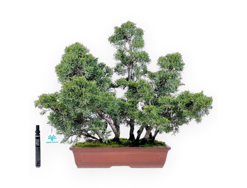 Bonsai di ginepro da 47 cm | Vaso rettangolare grès