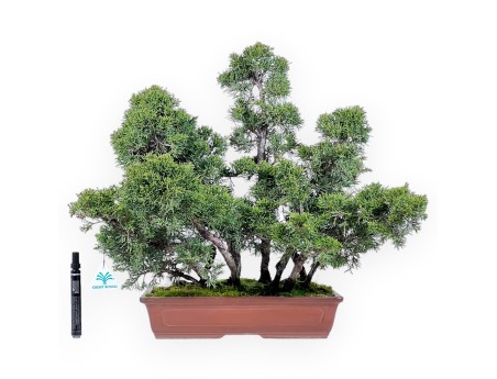 Wacholder Bonsai 47 cm | Rechteckiger Steingut Topf
