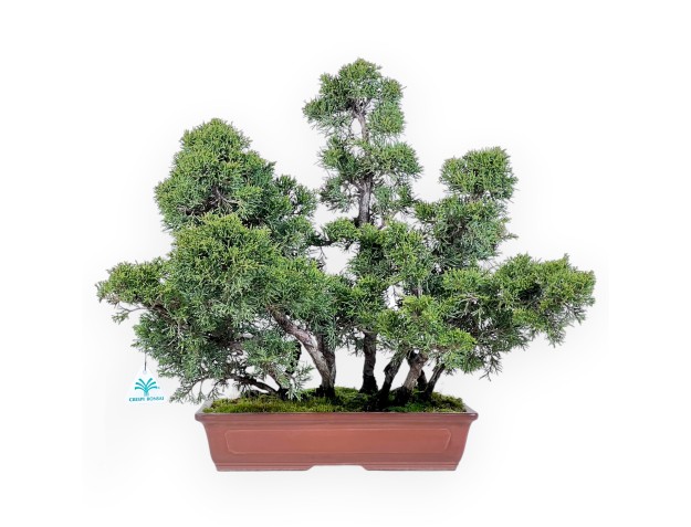 Bonsai di ginepro da 47 cm | Vaso rettangolare grès
