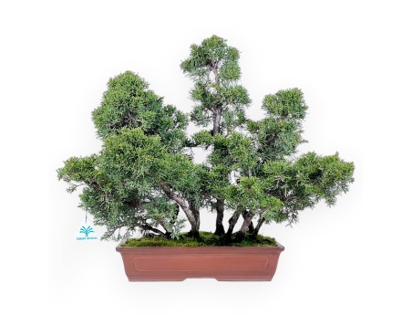 Wacholder Bonsai 47 cm | Rechteckiger Steingut Topf