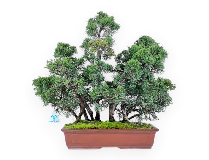 Juniper bonsai 47 cm | Rectangular stoneware pot