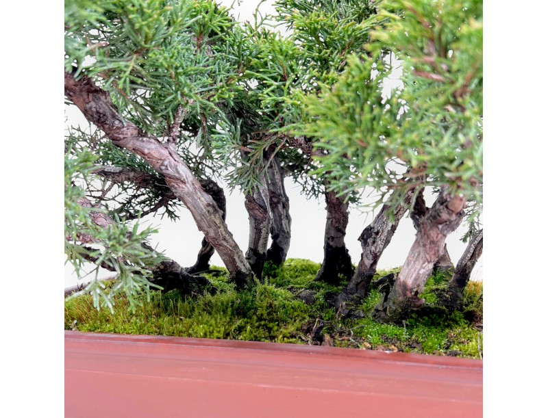 Jeneverbes bonsai 47 cm | Rechthoekige ongeglazuurde pot