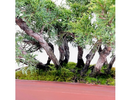 Enebro bonsái 47 cm | Maceta rectangular de gres