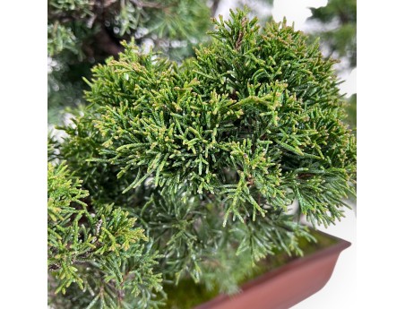 Jeneverbes bonsai 47 cm | Rechthoekige ongeglazuurde pot
