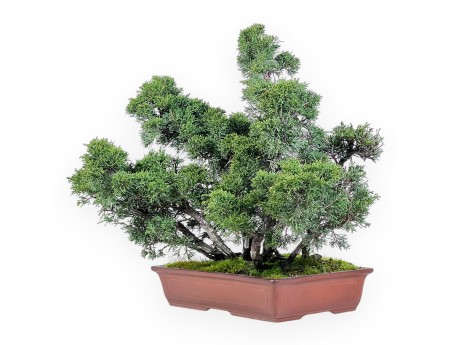 Bonsai di ginepro da 47 cm | Vaso rettangolare grès
