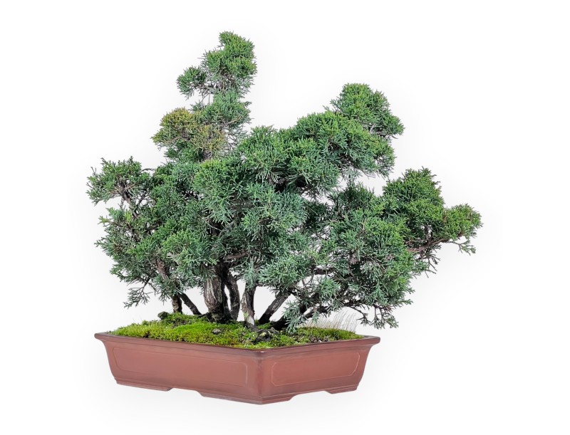 Wacholder Bonsai 47 cm | Rechteckiger Steingut Topf