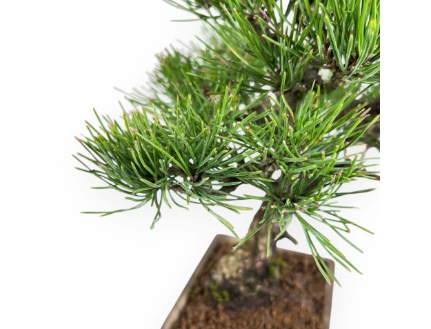 Pinus thunbergii Bonsai 27 cm | Rechteckiger Steingut Topf 2