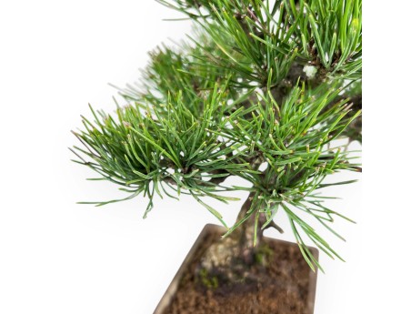 Pinus thunbergii bonsái 27 cm | Maceta rectangular de gres